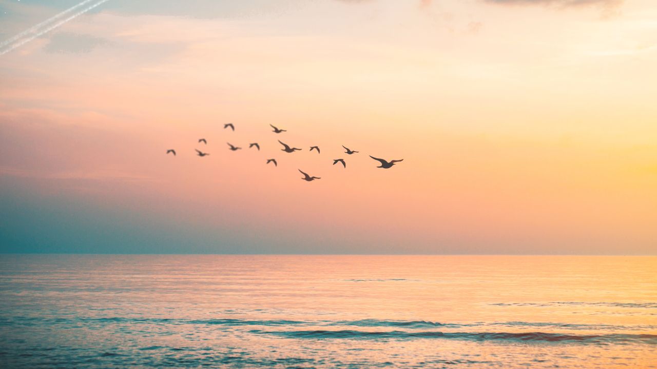 birds flying over the ocean